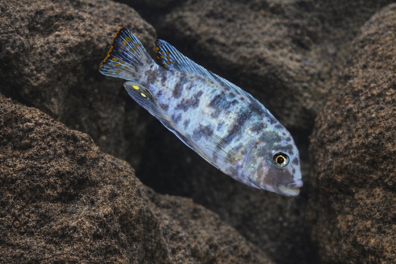 Maylandia zebra 'Same Bay'